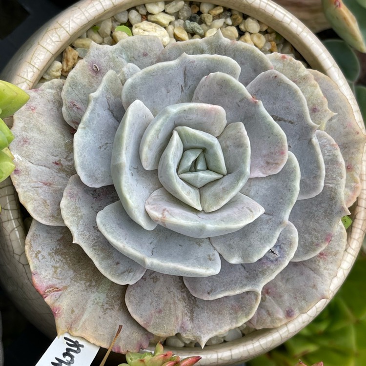 plant image 1607657