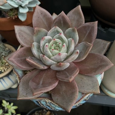 Graptoveria 'big ppalina'