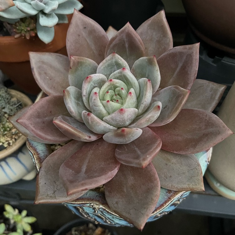 plant image 1608036