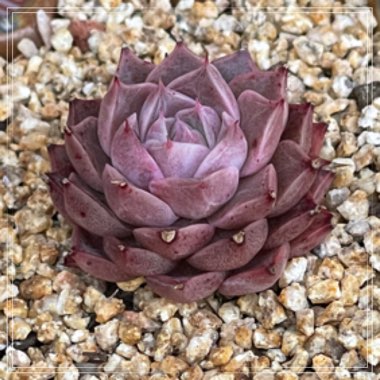 Echeveria Seashell