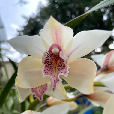 Cymbidium