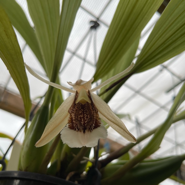 Plant image Coelogyne Speciosa 