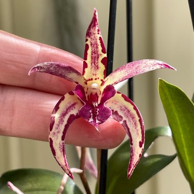 Dendrobium Sunset Dreamer x Aust Colourfest