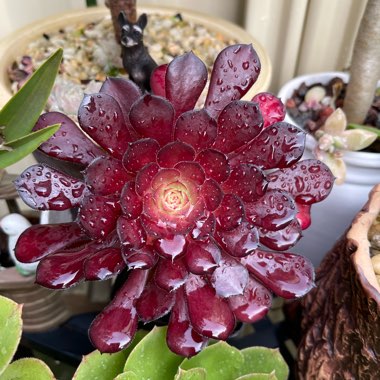 Aeonium Short Black