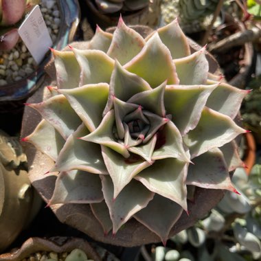 Echeveria Madiba