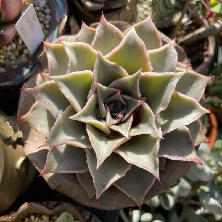 Plant image Echeveria Madiba