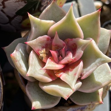 Echeveria Madiba