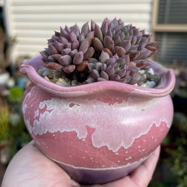 Echeveria Chrissy And Ryan