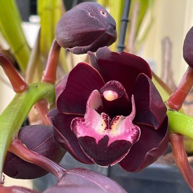 Cymbidium Kiwi Midnight ‘Geyserland'