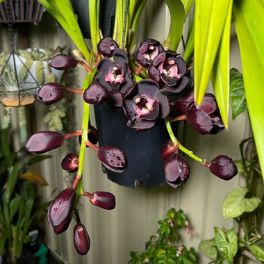 Cymbidium Kiwi Midnight ‘Geyserland'