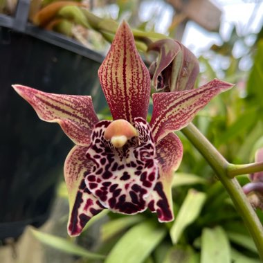 Cymbidium Neal Tadlock ‘No 1' Peloric