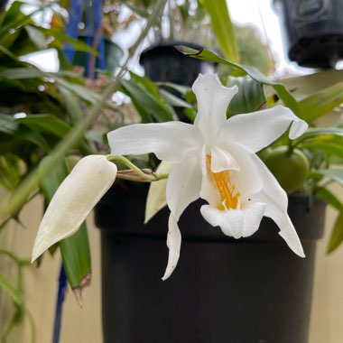 Coelogyne Cristata Orchid