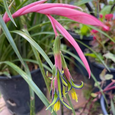 Billbergia nutans