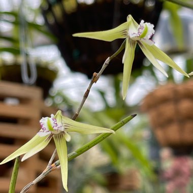 Dendrobium Dockrillia