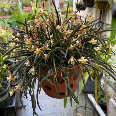 Dendrobium Dockrillia