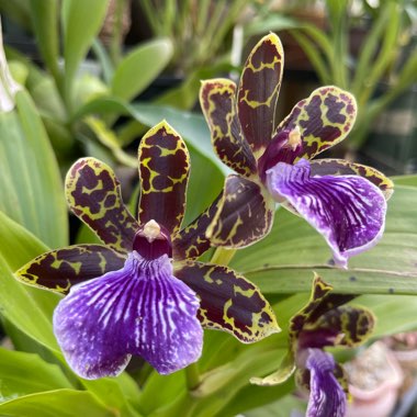 Zygopetalum