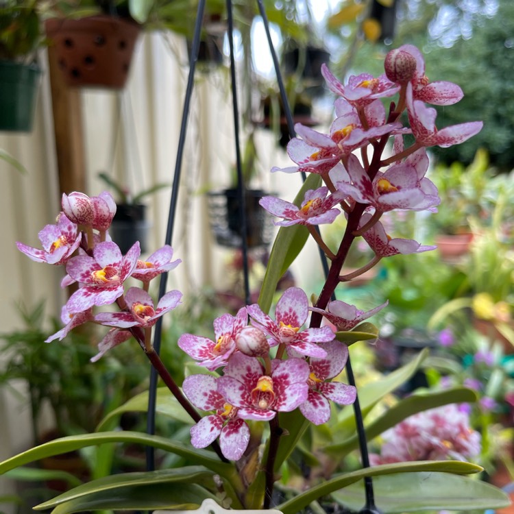 Plant image Sarcochilus