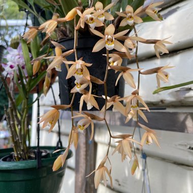 Coelogyne Flaccida Orchid