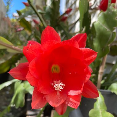 Epiphyllum ackermannii red