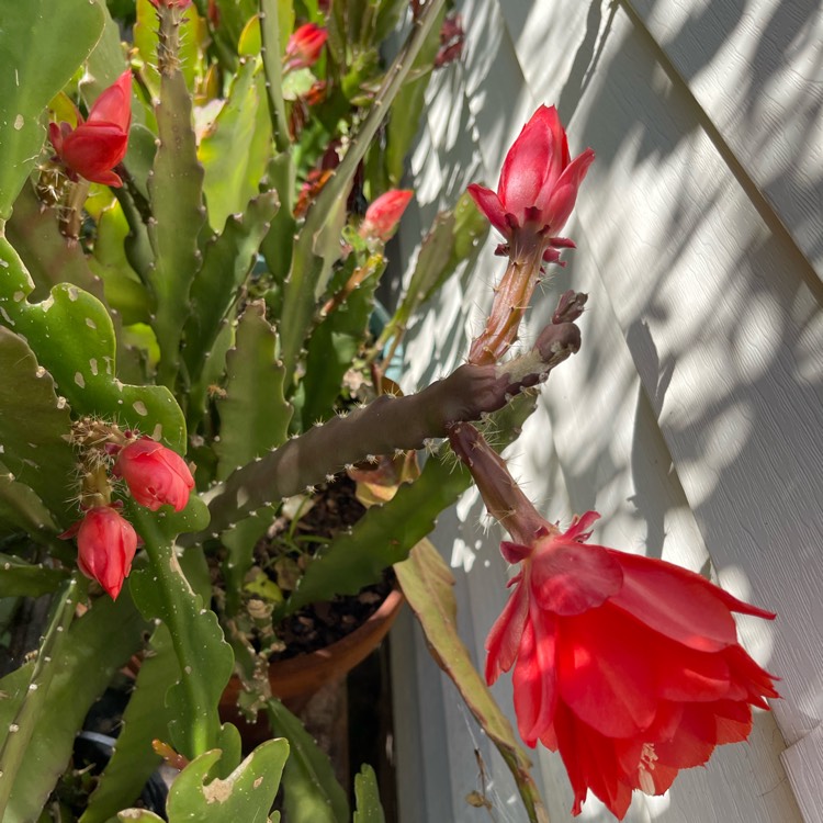 Plant image Epiphyllum ackermannii red