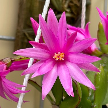 Schlumbergera Rosea   