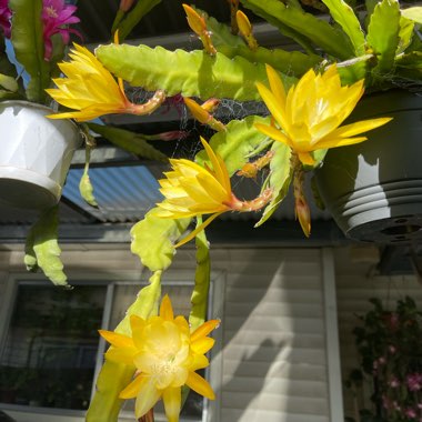 Epiphyllum Kiwi Honey Gem