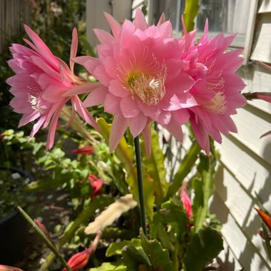 Epiphyllum Noid Pink