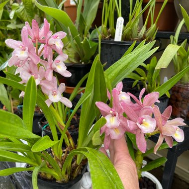 Cymbidium Sarah Jean 'Ice Cascade'