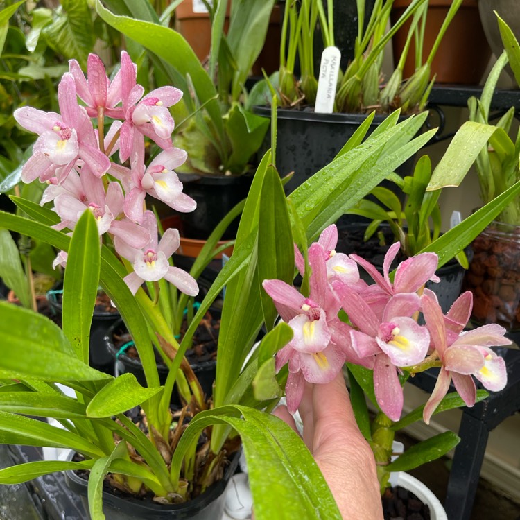 Plant image Cymbidium Sarah Jean 'Ice Cascade'