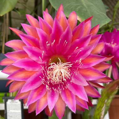 Epiphyllum Razzel Dazzel 