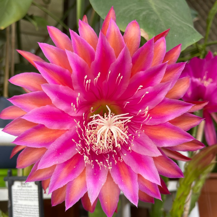 Plant image Epiphyllum Razzel Dazzel 