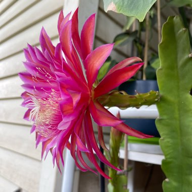 Epiphyllum Razzel Dazzel 