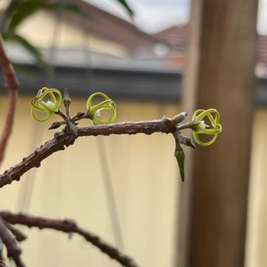 Cynanchum marnierianum