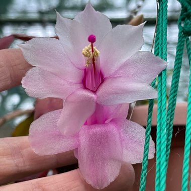 Schlumbergera truncata Malissa