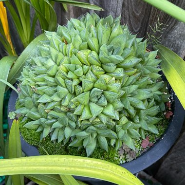 
Haworthia altilinea var. mucronata