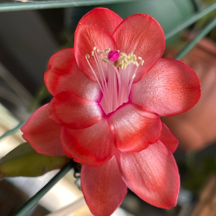 Plant image Schlumbergera truncata Cecilia