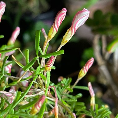 Oxalis versicolor