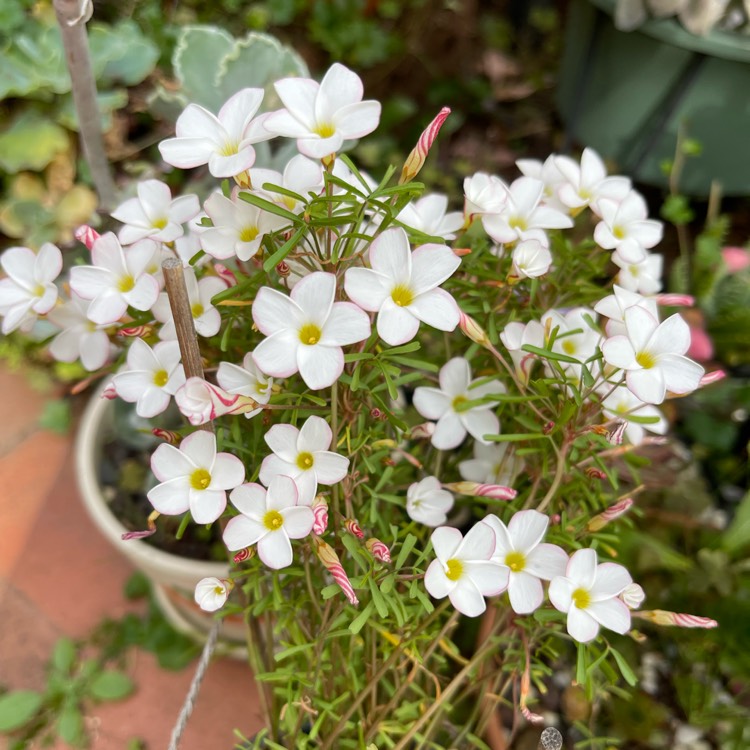 Plant image Oxalis versicolor