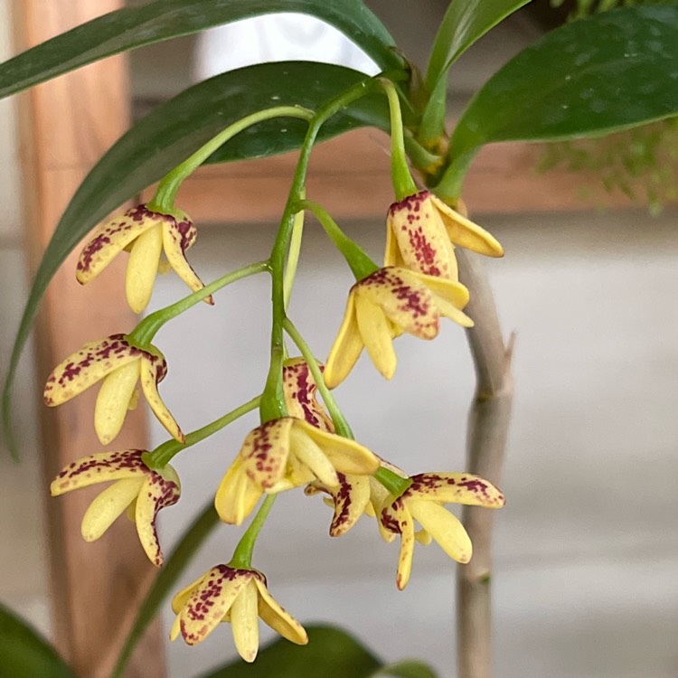 Plant image Dendrobium gracilicaule