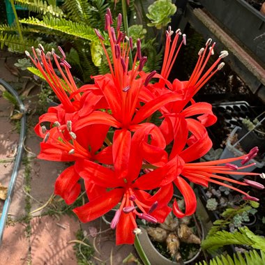 Lycoris radiata