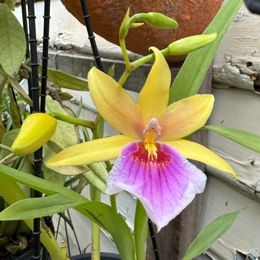 Miltonia 'Sunset'