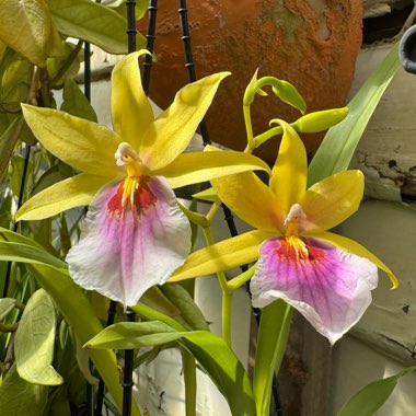 Miltonia 'Sunset'