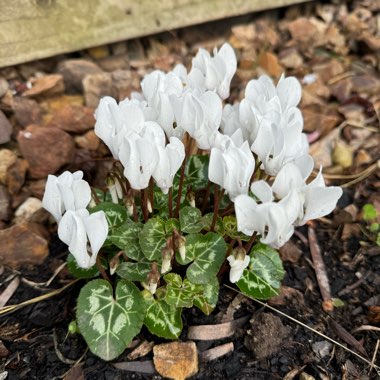 Florist's Cyclamen (Non-Hardy)