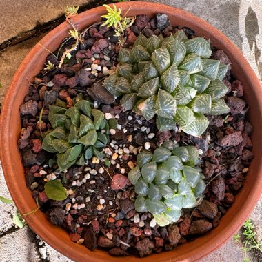 Haworthia cooperi