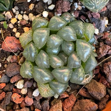 Haworthia cooperi