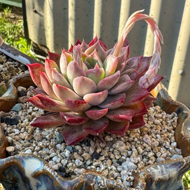 Echeveria ‘Seashell'