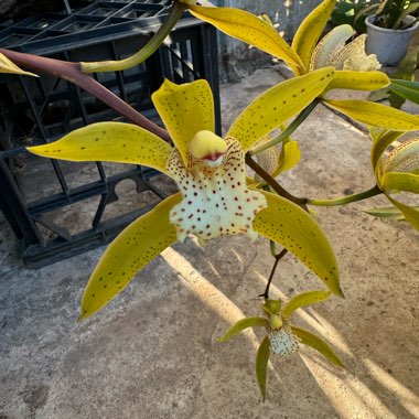 Rosefieldense Cymbidium 