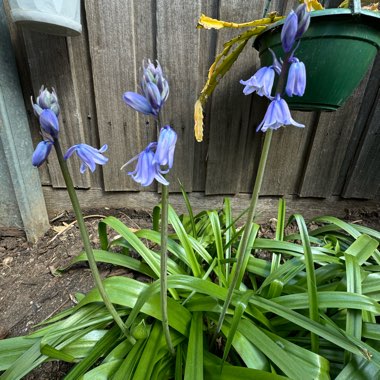 Spanish Bluebells, Wood Hyacinth 