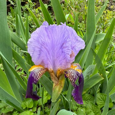 Bearded Iris