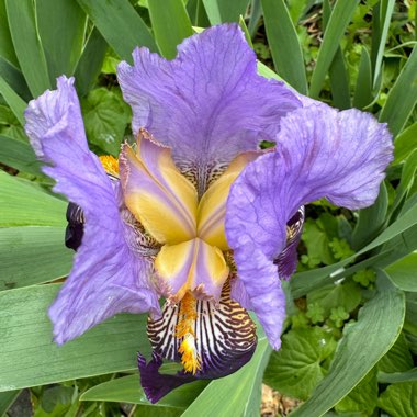 Bearded Iris